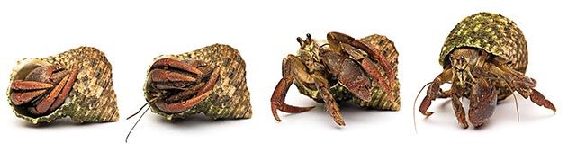 Hermit Crabs