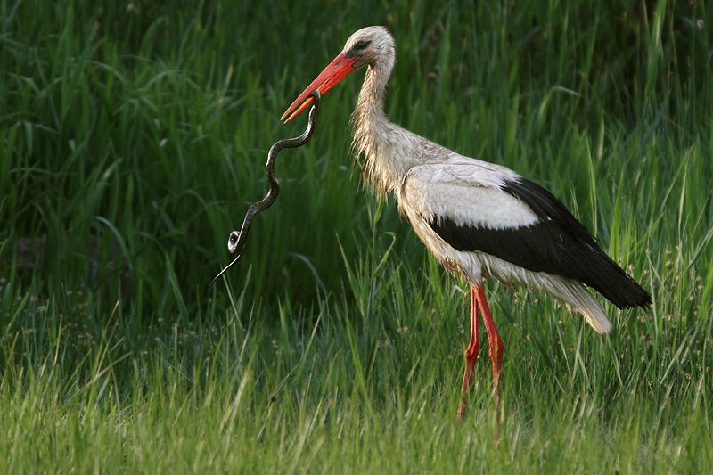 Last moments of a water snake caught by a stork. | Smithsonian Photo ...