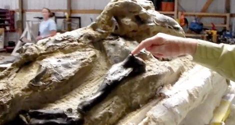dueing-dinosaurs-youtube.jpg