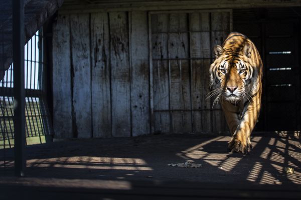 Tiger Gustavo in a cramped train carriage in San Luis province, Argentina. thumbnail