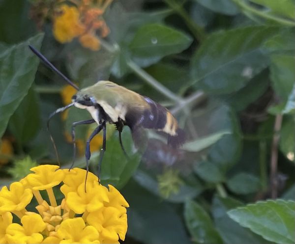 Hummingbird Hawk Moth thumbnail