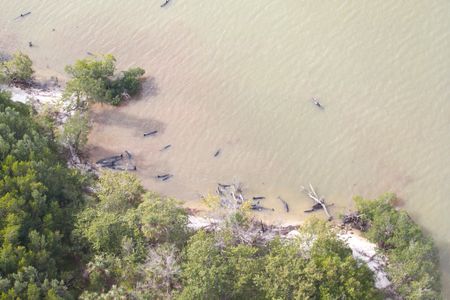 Nearly 100 false killer whales are currently stranded in the Everglades in the worst Florida stranding of its kind.
