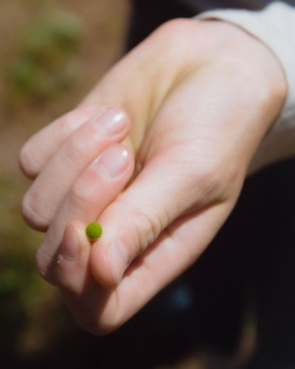 The Whole World thumbnail