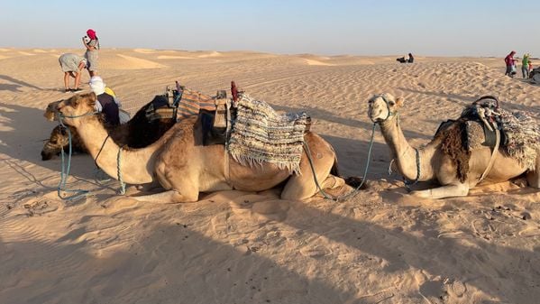 camels in Sahara thumbnail