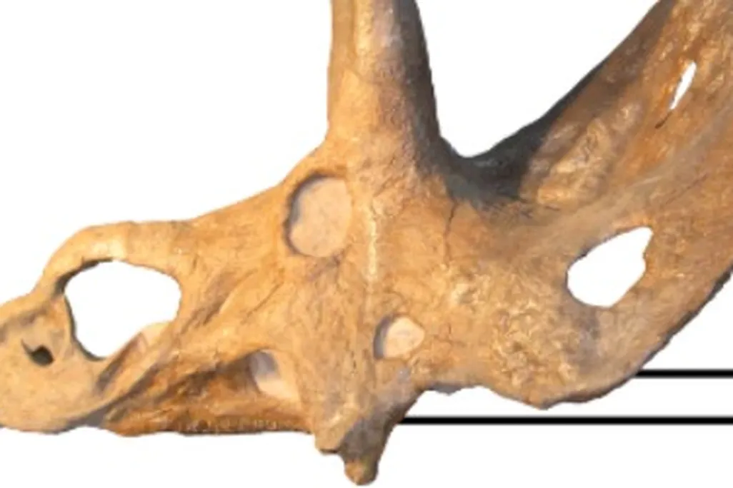 20111215024022ceratopsid-comparison-thumb.jpg