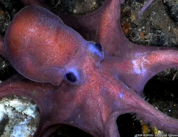 An octopus in the eastern Pacific