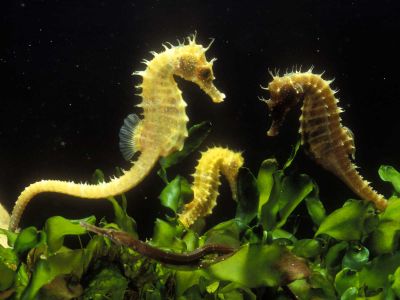 Seahorses build a strong pair bond&mdash;but if the couple is forcibly separated, they are more than willing to move on.