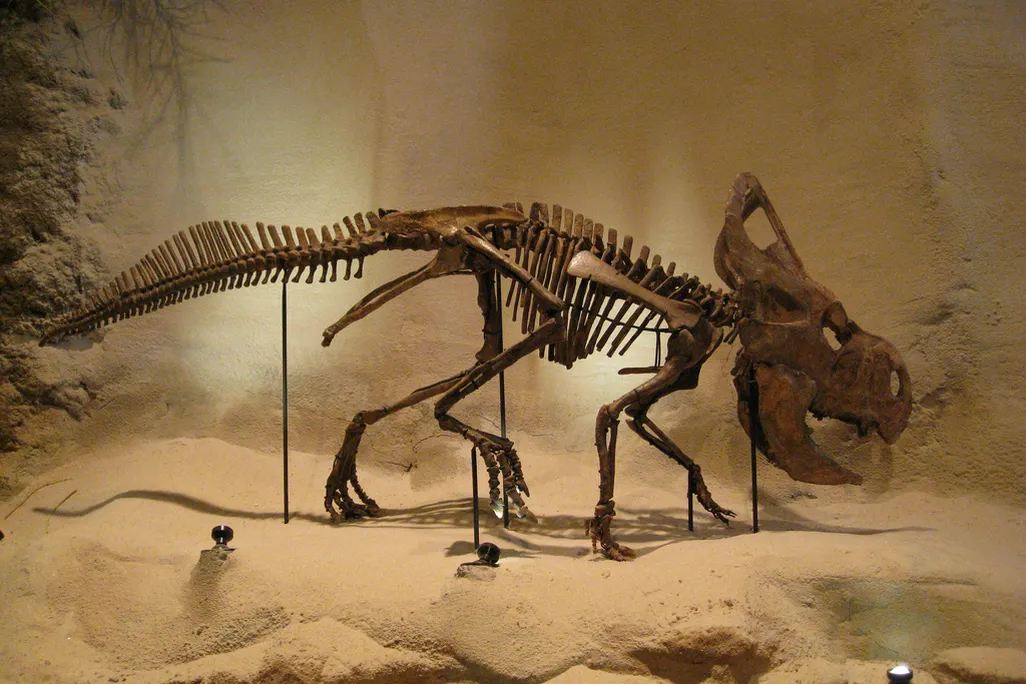 dinosaur skeleton