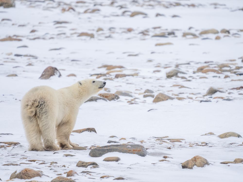 A polar bear sniffs the air while standing on snow and rocks