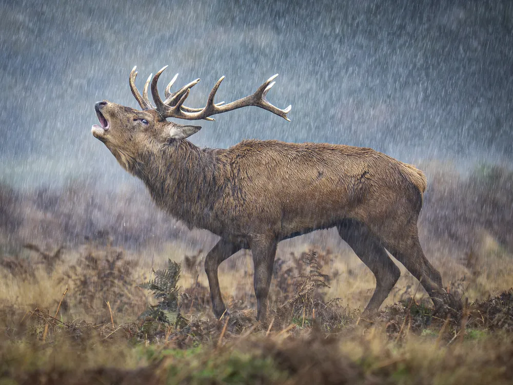 a male red deer with antlers raises its head on a grassland and bellows, looking fuzzy from falling rain