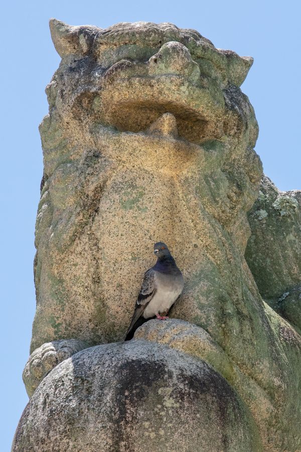 A Pigeon Upon Its Throne thumbnail