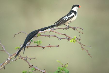A pin-tailed whydah in Africa