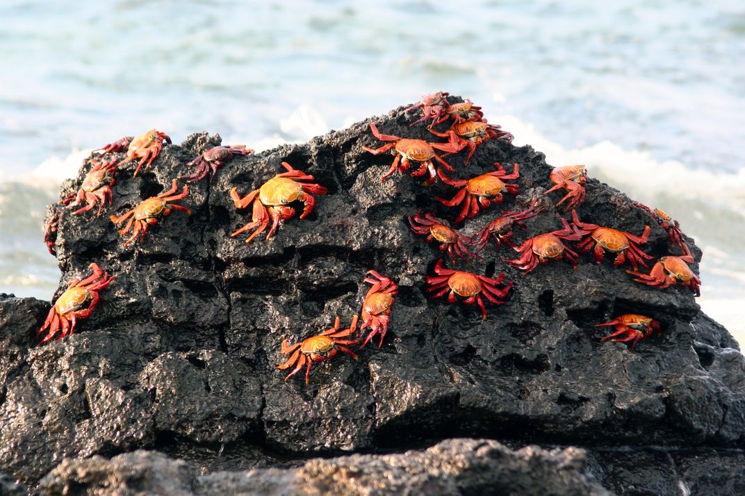 Sally Lightfoot crabs