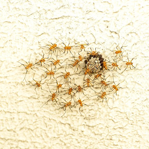 Birth of Bugs thumbnail