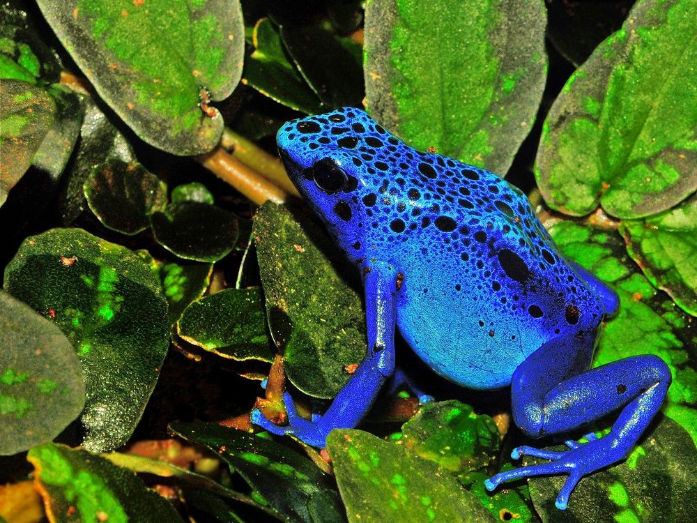 A close up of a poison dart frog. The frog is a vibrant shade of blue with black spots going along its head and back. 