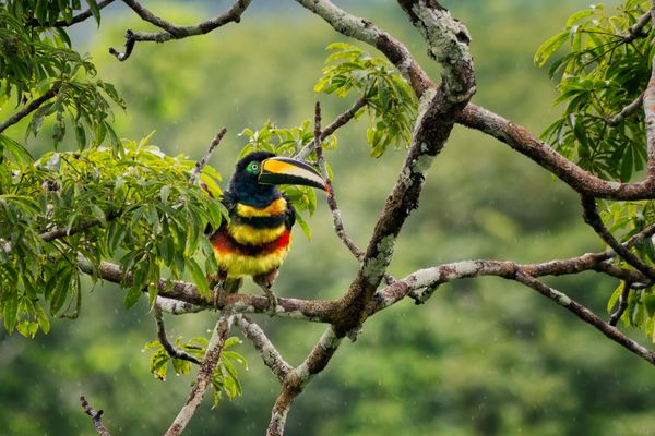 Many-banded aracari in a rainstorm, Ecuadorian Amazon thumbnail