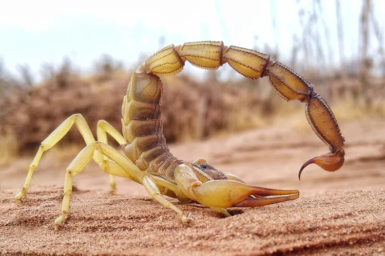 African fattail scorpion (Androctonus amoreuxi)