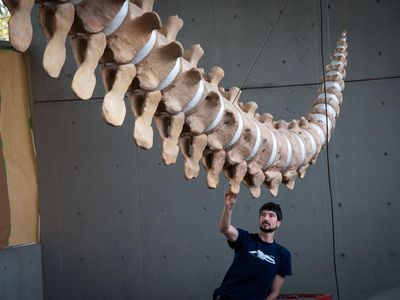 Mike deRoos and Michi Main rebuild skeletons of marine mammals for their company Cetacea. Here, deRoos adjusts a blue whale chevron bone placement. 
