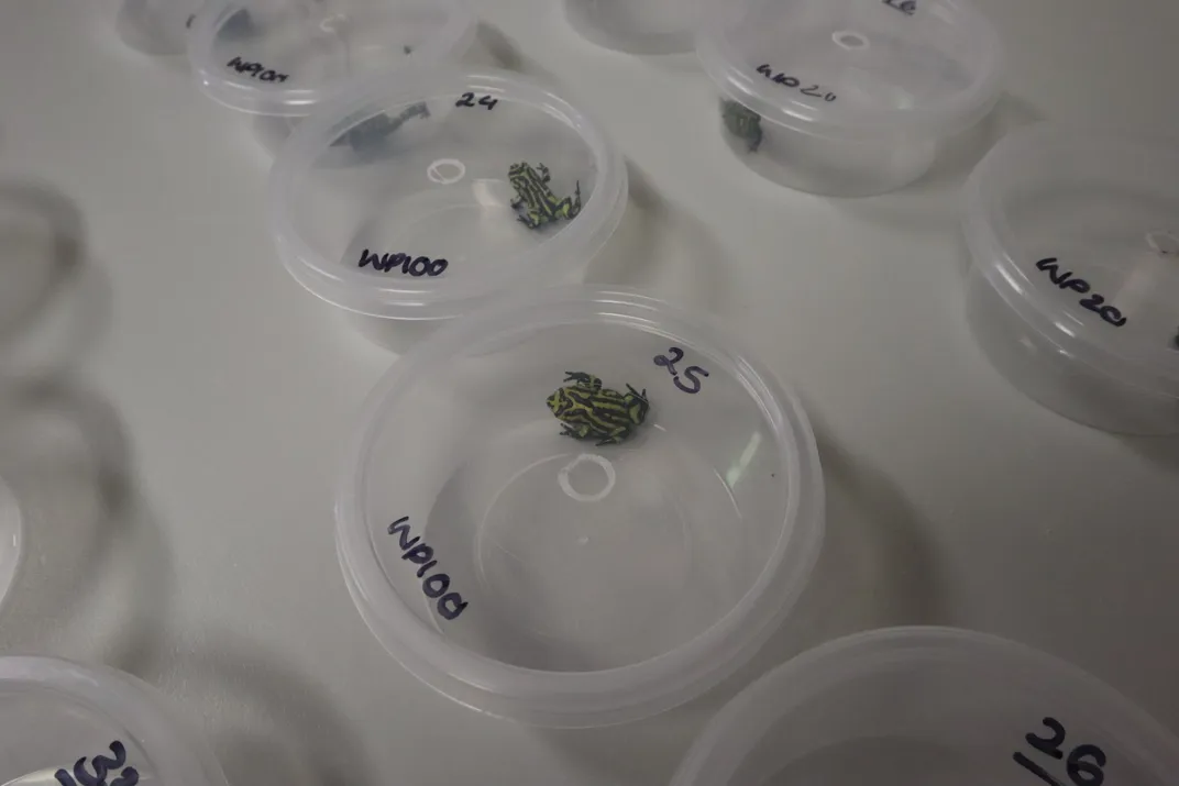 tiny frogs in Petri dishes