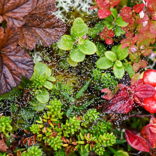 Microcosm - Autumn in Lofoten Islands, Norway thumbnail