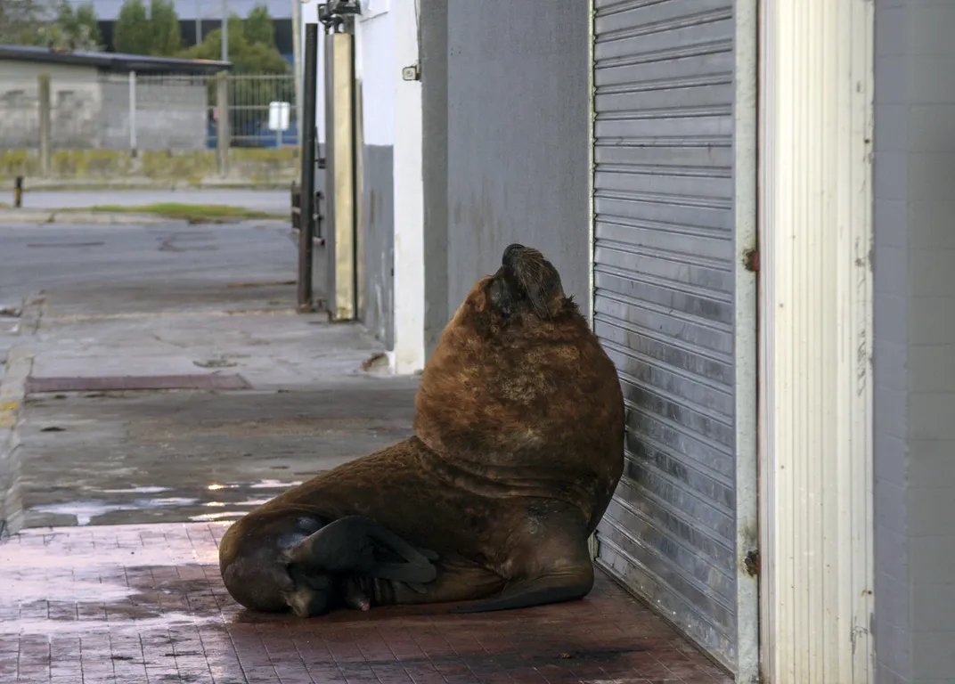 Sea lion in front of building on sidewalk