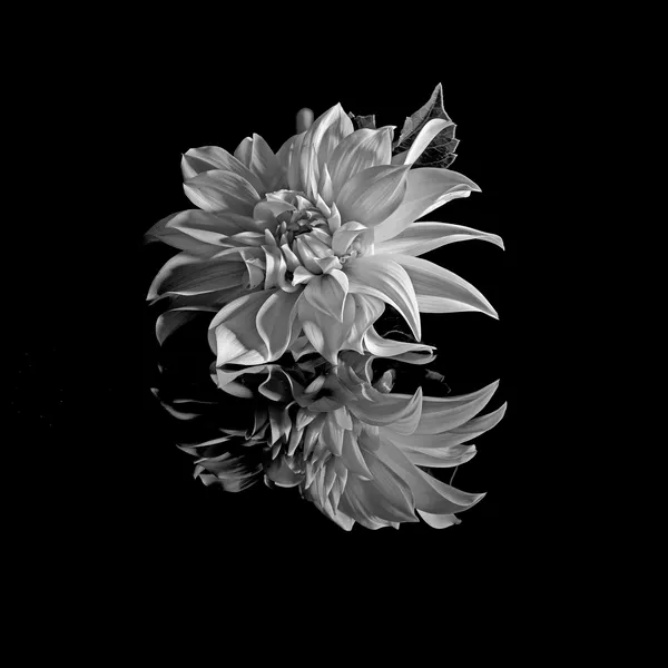 "Frozen" in Time thumbnail