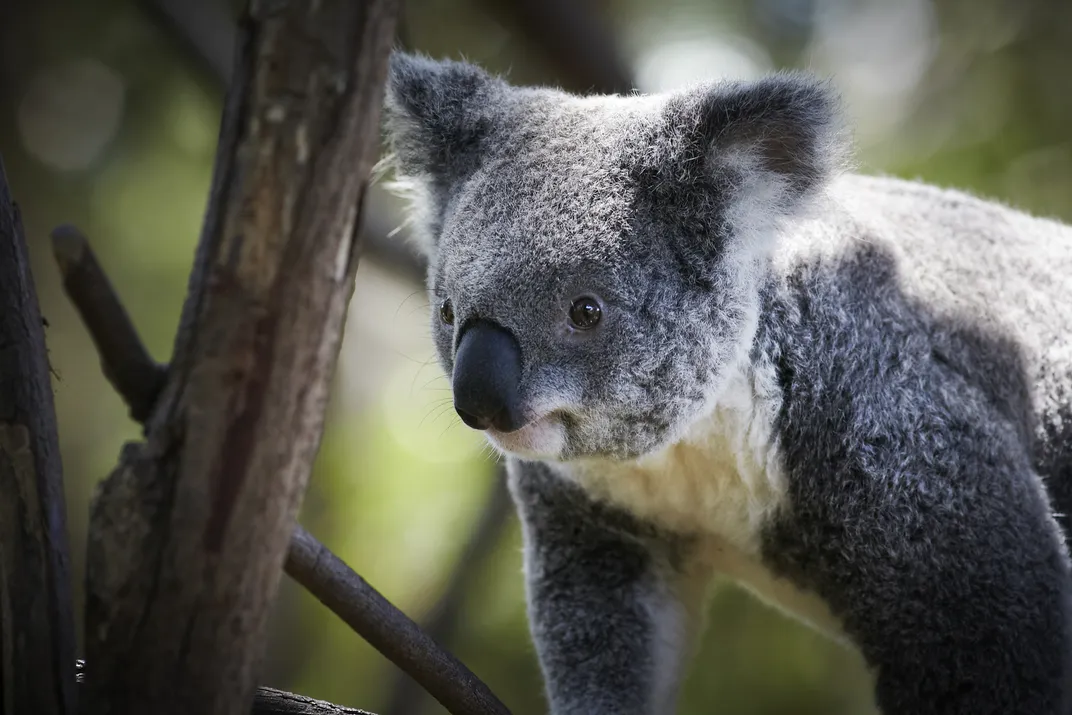 Koala