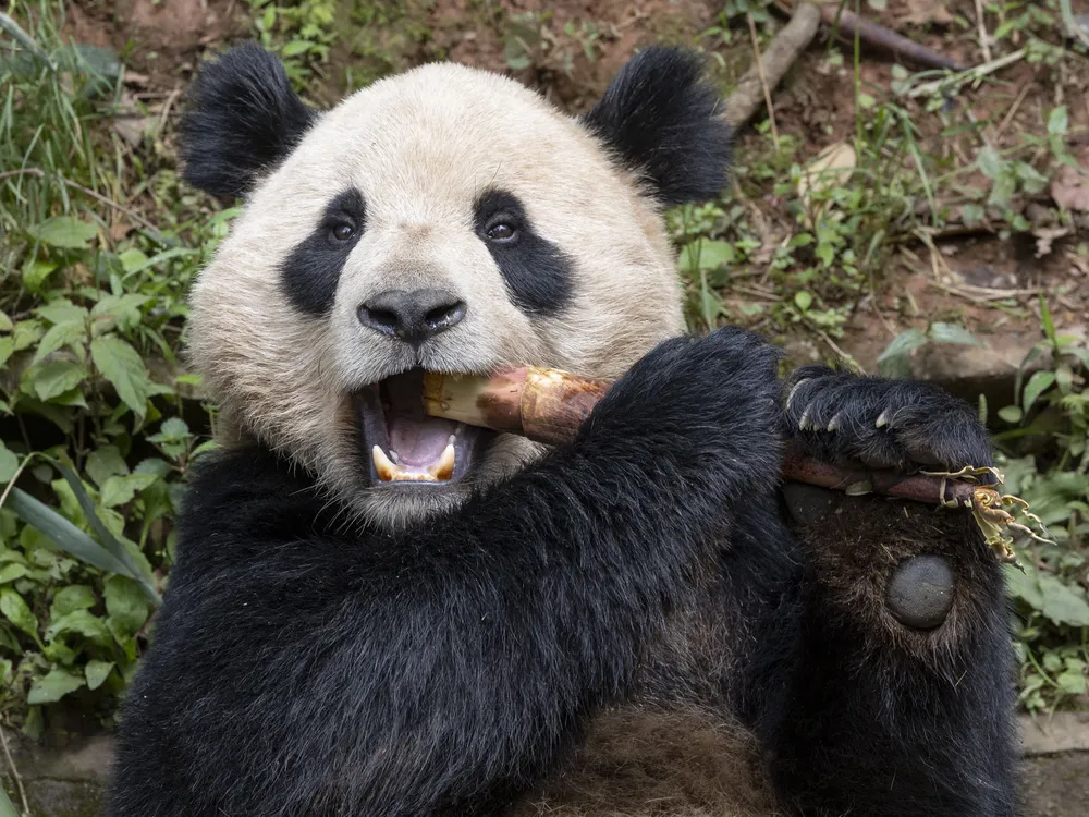 A panda chews on bamboo