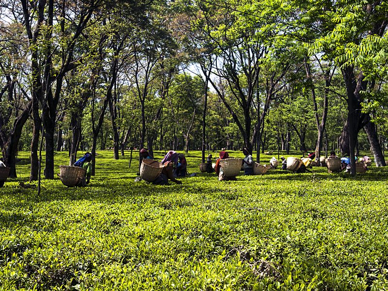 Tea Garden Of Himachal | Smithsonian Photo Contest | Smithsonian Magazine