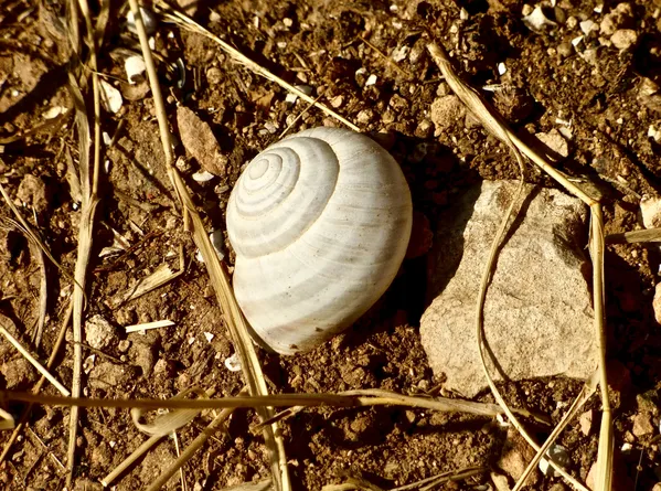 What?  A Snail in the Sahara Desert? thumbnail