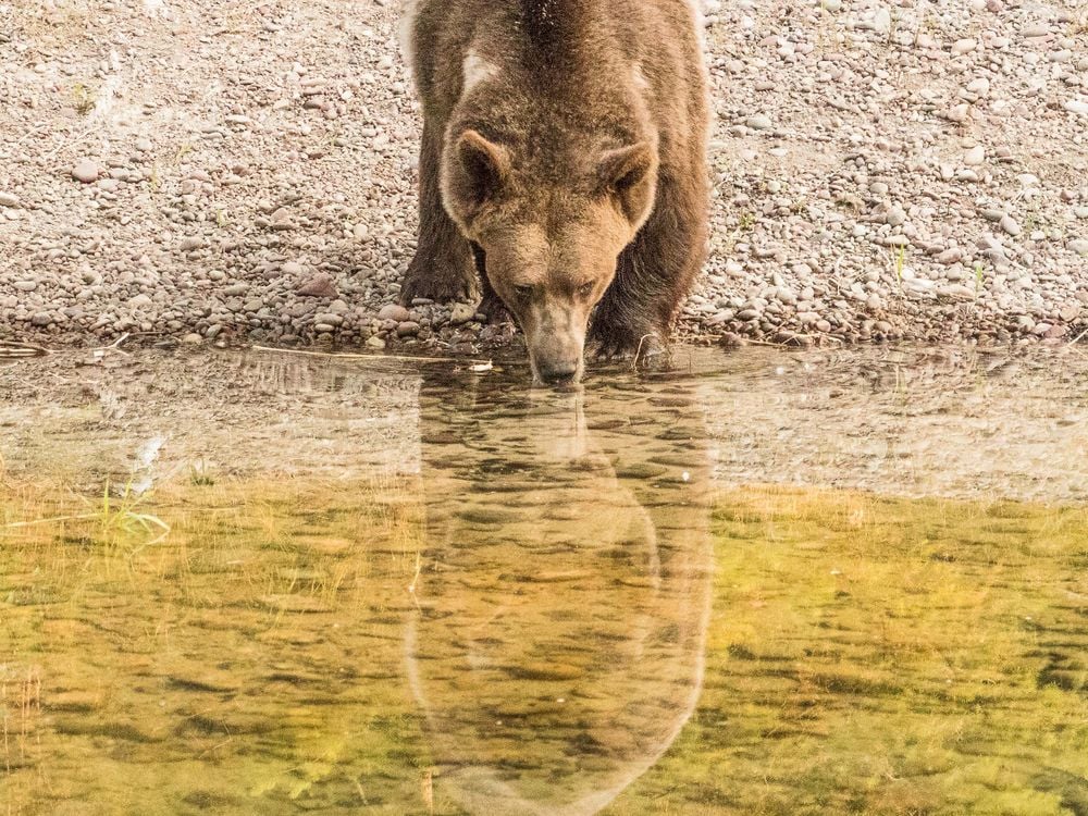 A captive grizzly bear drinking water from a pond. Smithsonian Photo