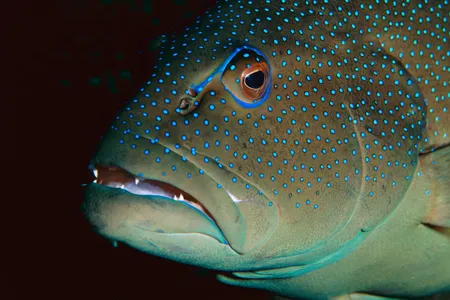 A type of coral trout called the leopard trout (Plectropomus leopardus) swims on the Great Barrier Reef.