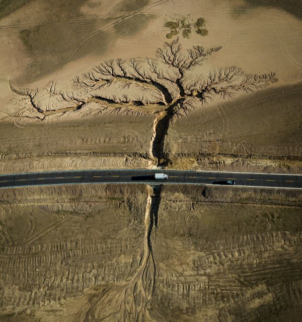 The car drove under the big tree thumbnail
