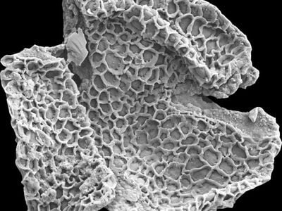 56 million-year-old fossil pollen grains collected from Wyoming and photographed on the NMNH’s scanning electron microscope.  