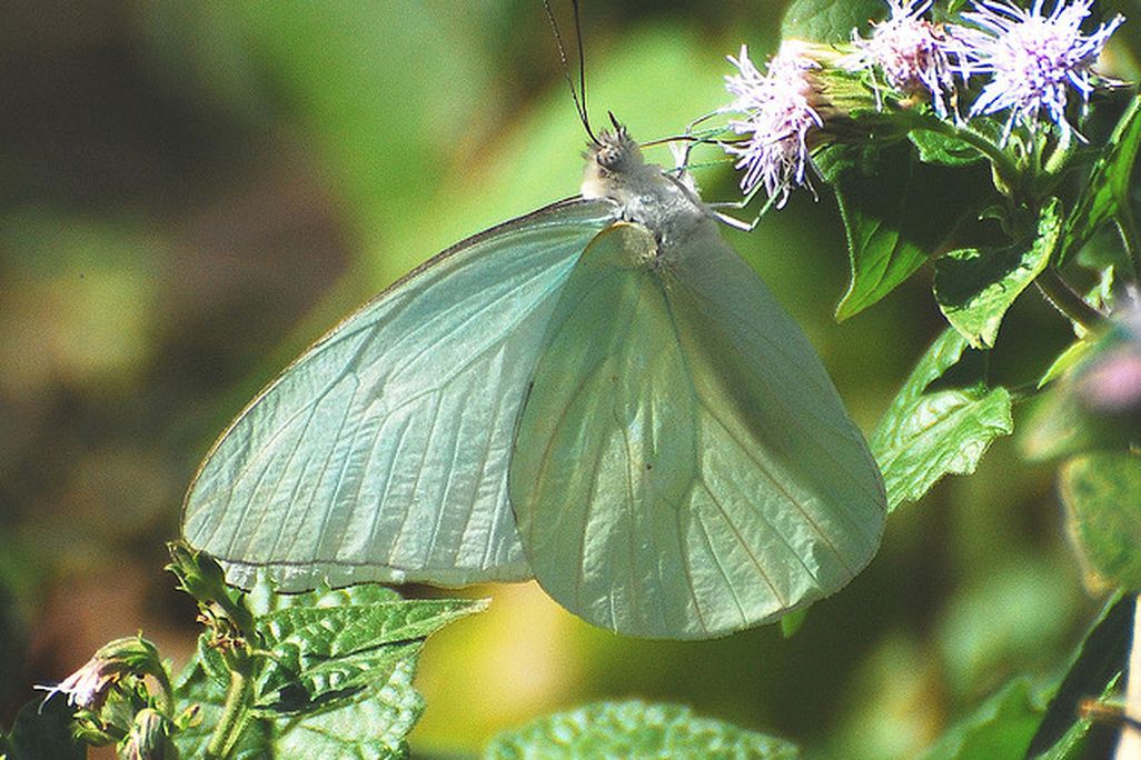 A Florida white butterfly on a flower