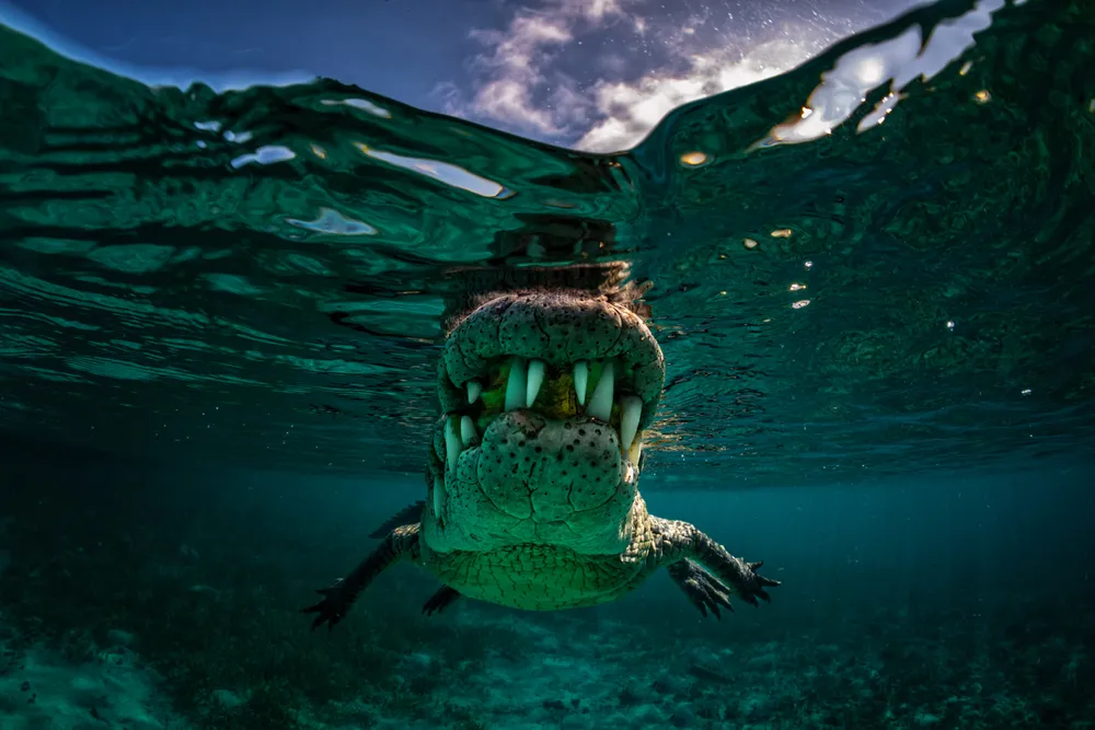 I photographed this crocodile while snorkelling in the mangroves of Jardines de la Reina, Cuba.