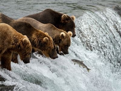 Every summer, brown bears descend on Brooks River to pack on the pounds needed to survive their winter hibernation.&nbsp;