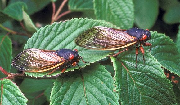 The periodical cicada species, Magicicada septendecim, will erupt from the ground this spring in the mid-Atlantic region. The last time the species from Brood X appeared for their cyclical mating cycle was in 2004. (ARS Information Staff, USDA)