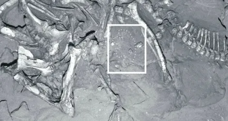 A Protoceratops skeleton