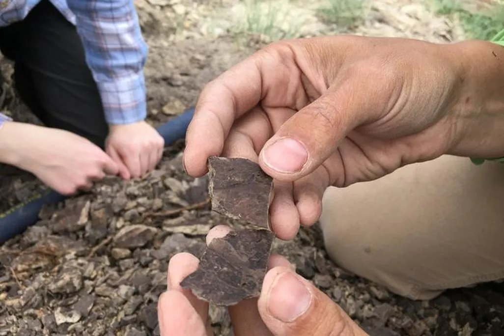 fossilized leaves