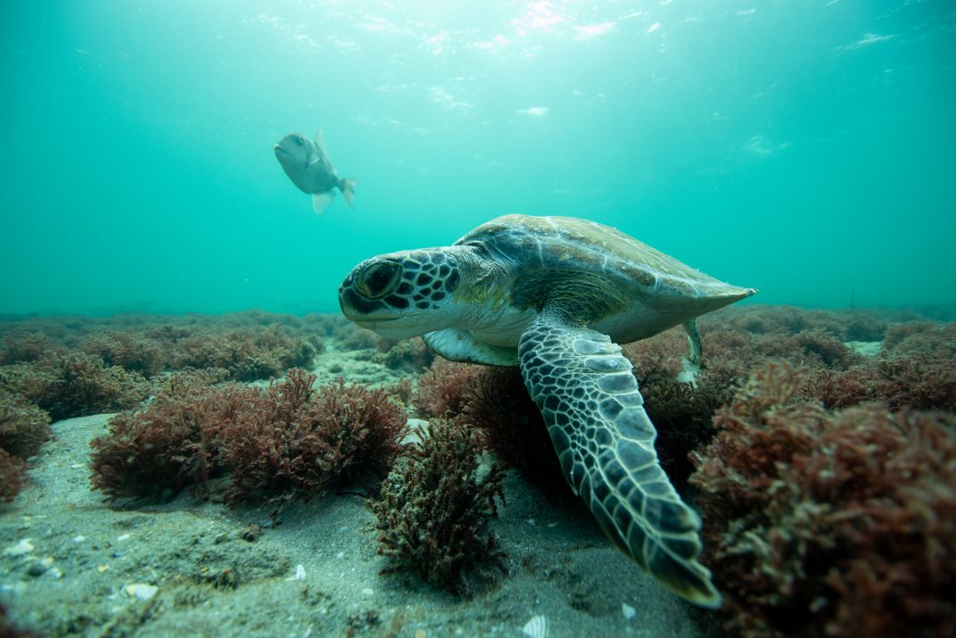 Seaturtle with a friendly trigger fish | Smithsonian Photo Contest ...