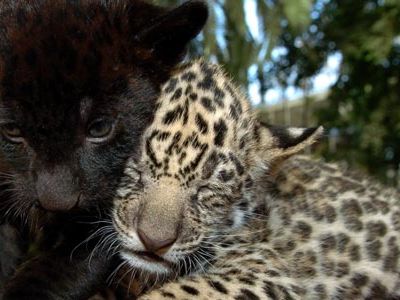 Black jaguars, like the cub on the left, have a mutation that causes them to produce more of the pigment melanin than spotted jaguars do.