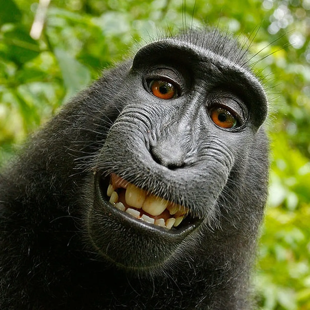 【インパクトページ 】WCP MONKEY KEEP IT REAL インパクトページ 】WCP MONKEY KEEP IT REAL Keep It Real, 2000-2002