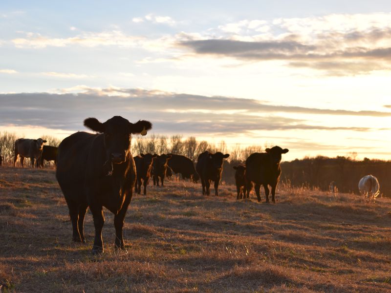 Sunset Cattle Smithsonian Photo Contest Smithsonian Magazine
