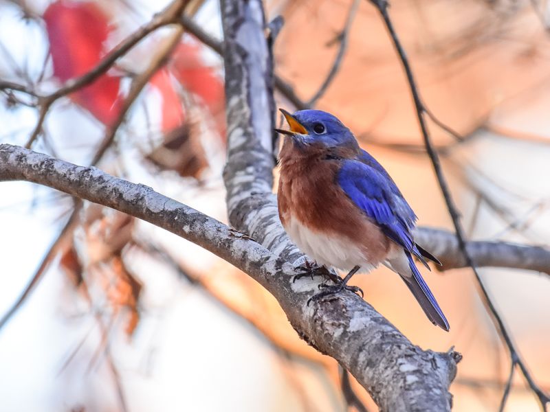 Eastern Bluebird | Smithsonian Photo Contest | Smithsonian Magazine