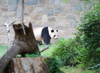 Even while rushing through the Smithsonian Sprint, the team had time to see the pandas at the Zoo.