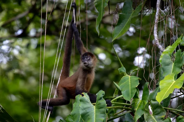 Spider monkey hanging on a tree thumbnail