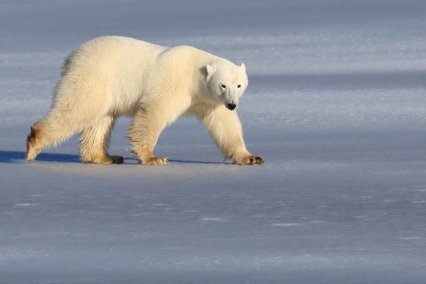 Polar Bear on Ice thumbnail