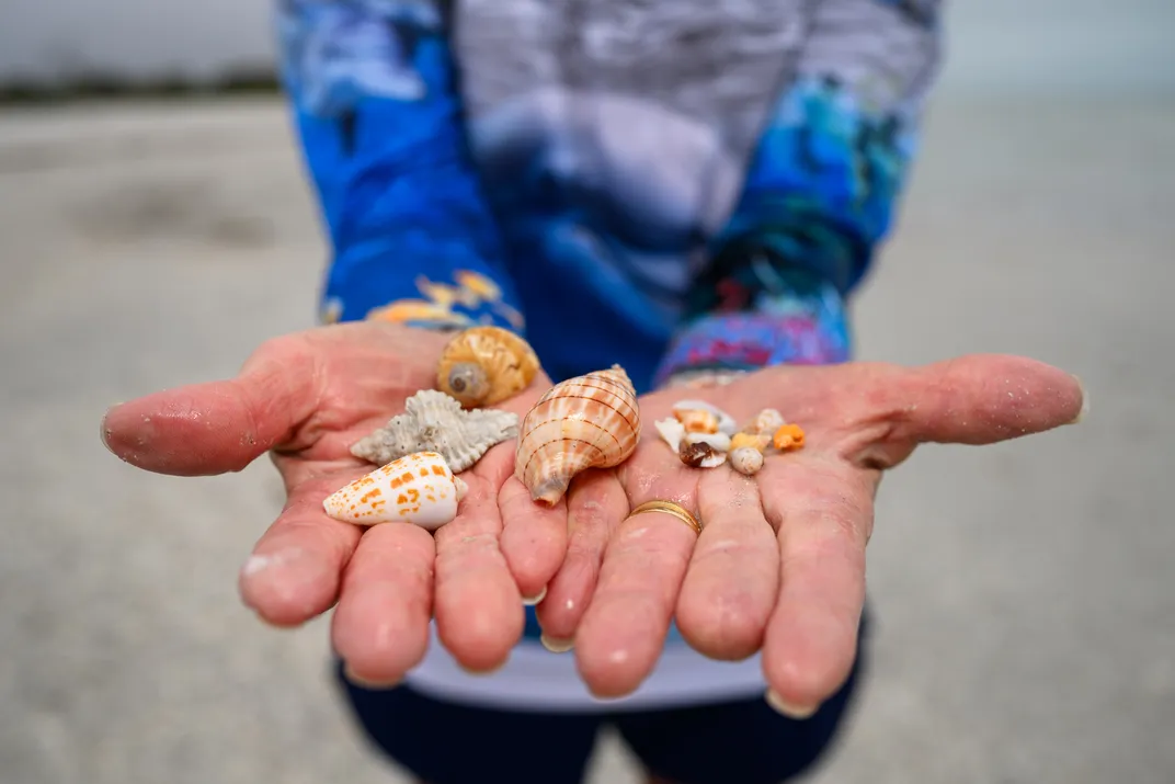 Some of the day’s finds. The larger shells on the left are an alphabet cone with orange spots, a lace murex and a colorful moon snail. A banded tulip sits in the middle of the two hands, the largest shell in the photo. The tiny shells to the right include