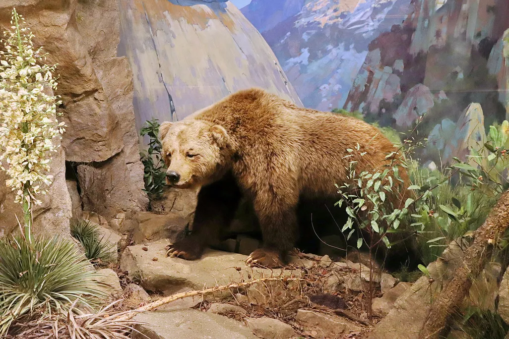 A model of a California grizzly bear in a museum